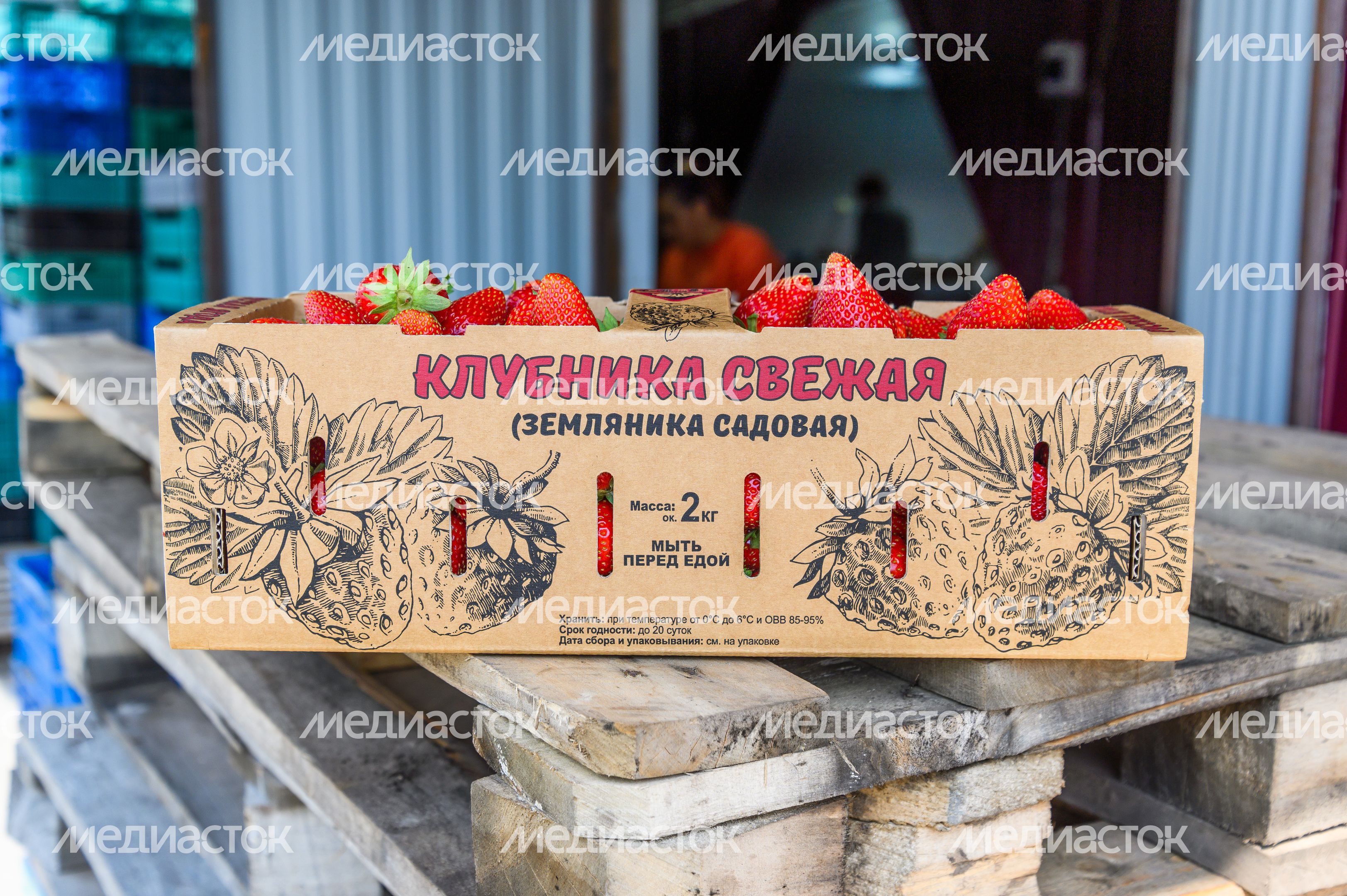 Луховицкая клубника на полях ООО "Русская ягода"