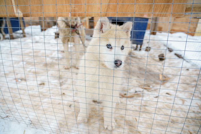 Чукотское стойбище "Хаски парк" в Раменском округе зимой