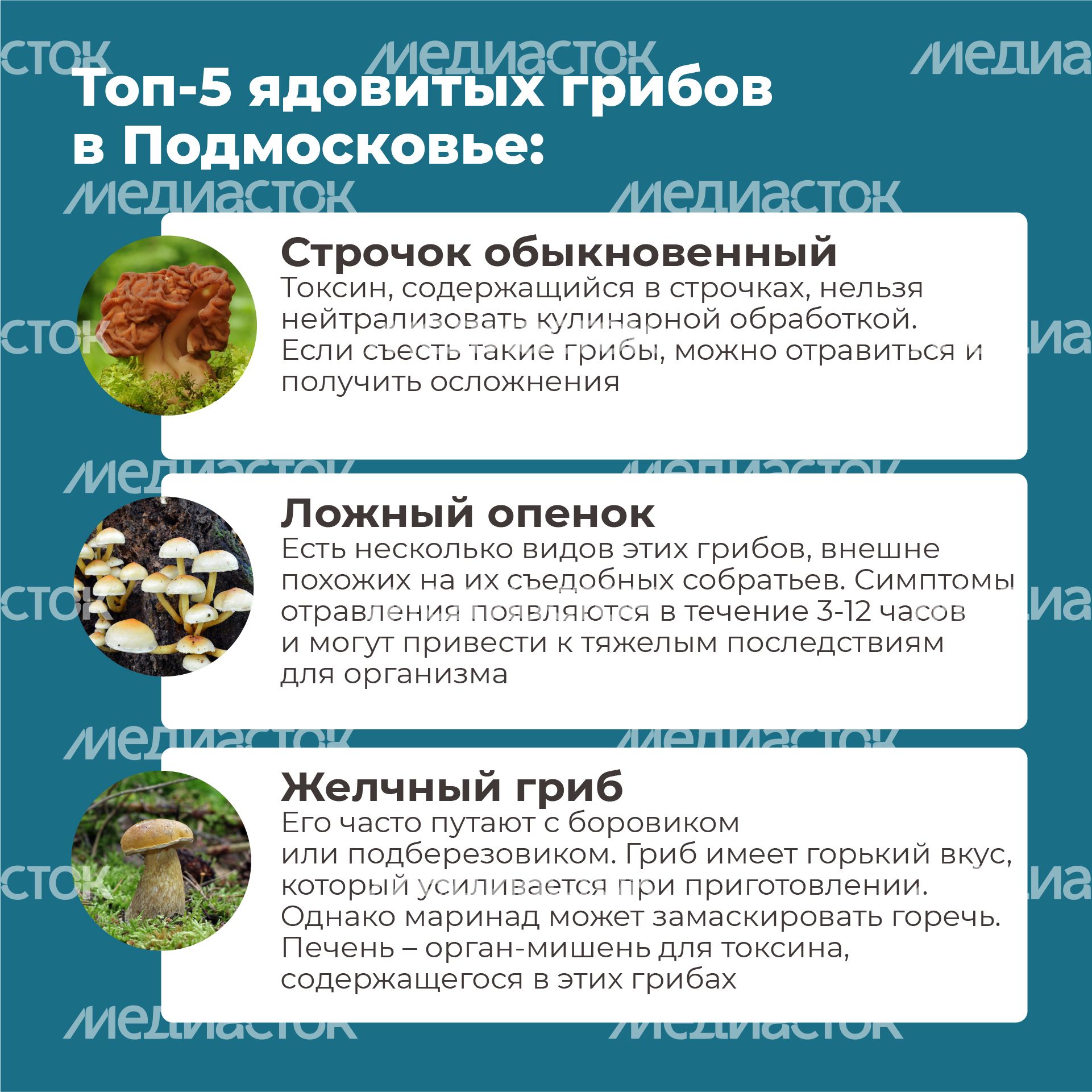 02 Квадрат_грибы_05-100