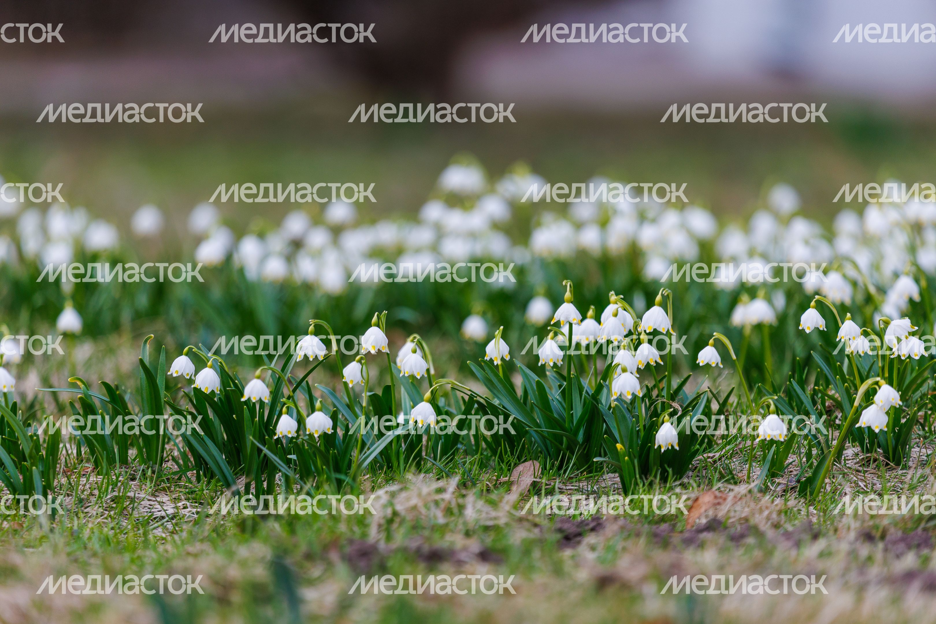 Первоцветы Подмосковья - белоцветник в парке Первоцветы Подмосковья - белоцветник в парке