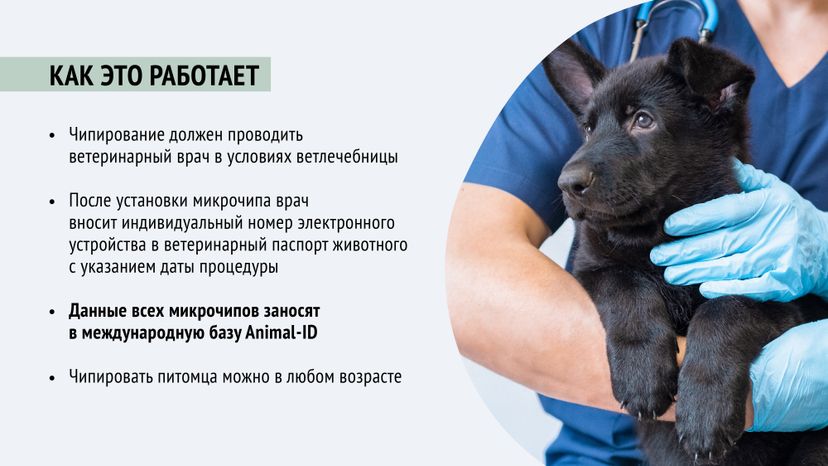 Чипирование-11.jpg