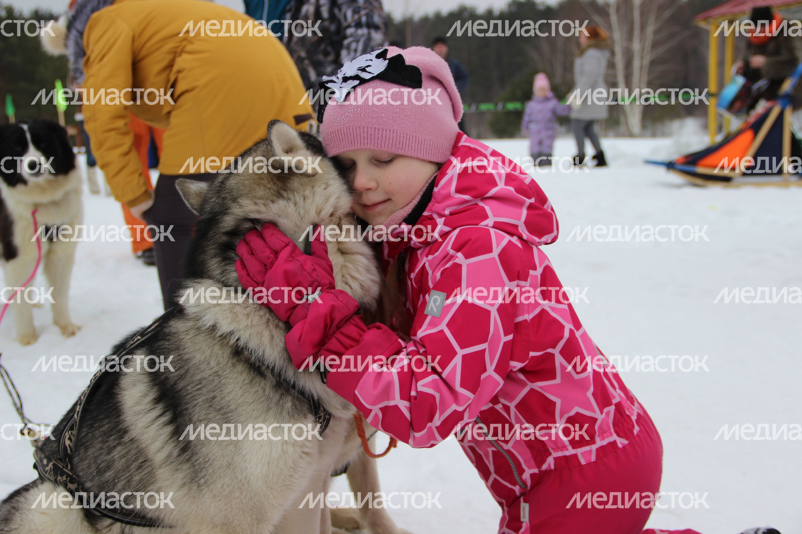 Гонка на собачьих упряжках в Егорьевске