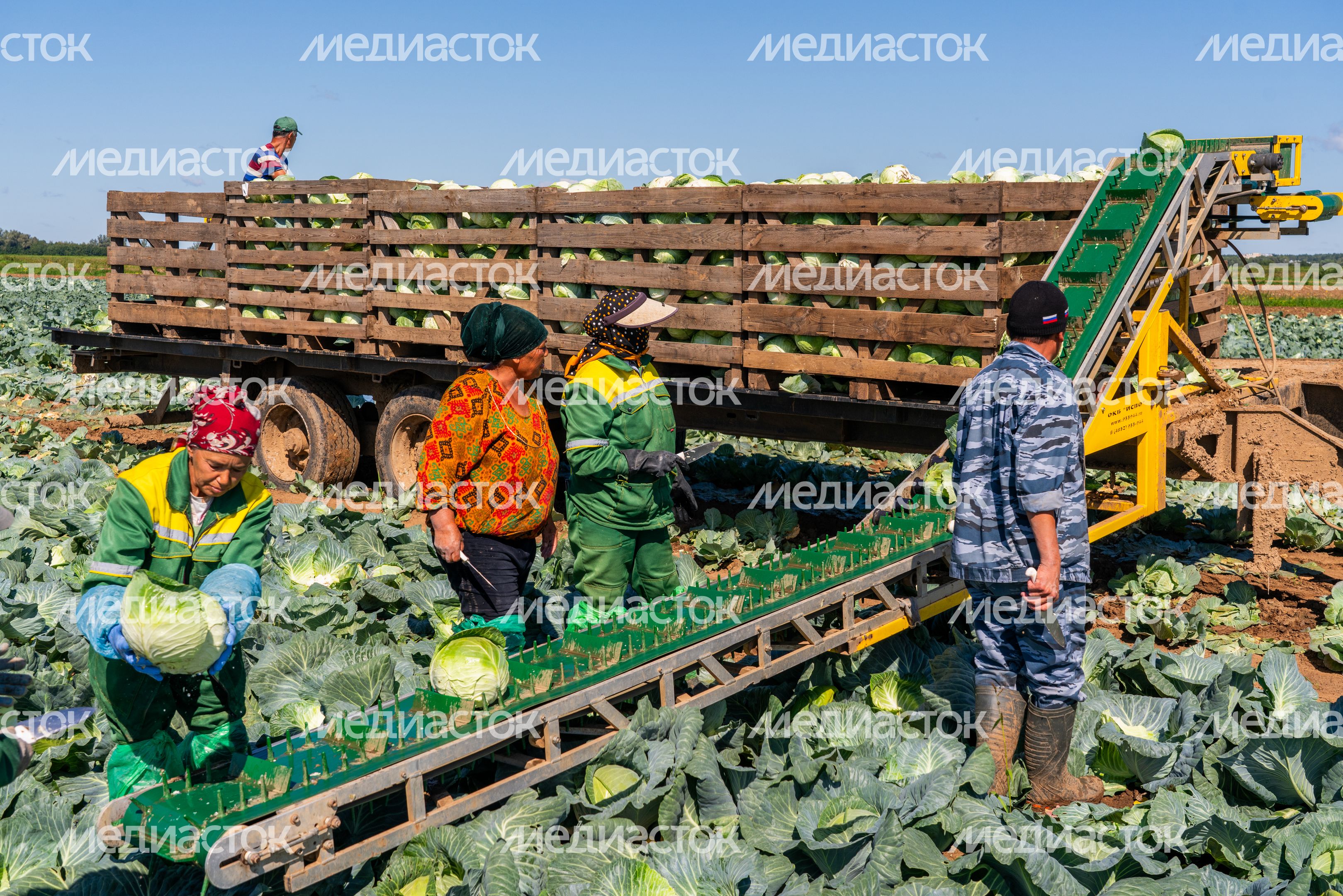 Сбор урожая капусты в Дмитровском округе Сбор урожая капусты в Дмитровском округе