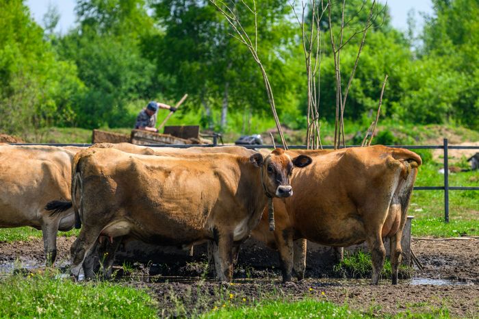 Агротуризм в Орехово-Зуевском округе: коровы на семейной ферме «Янинъ» в деревне Новое