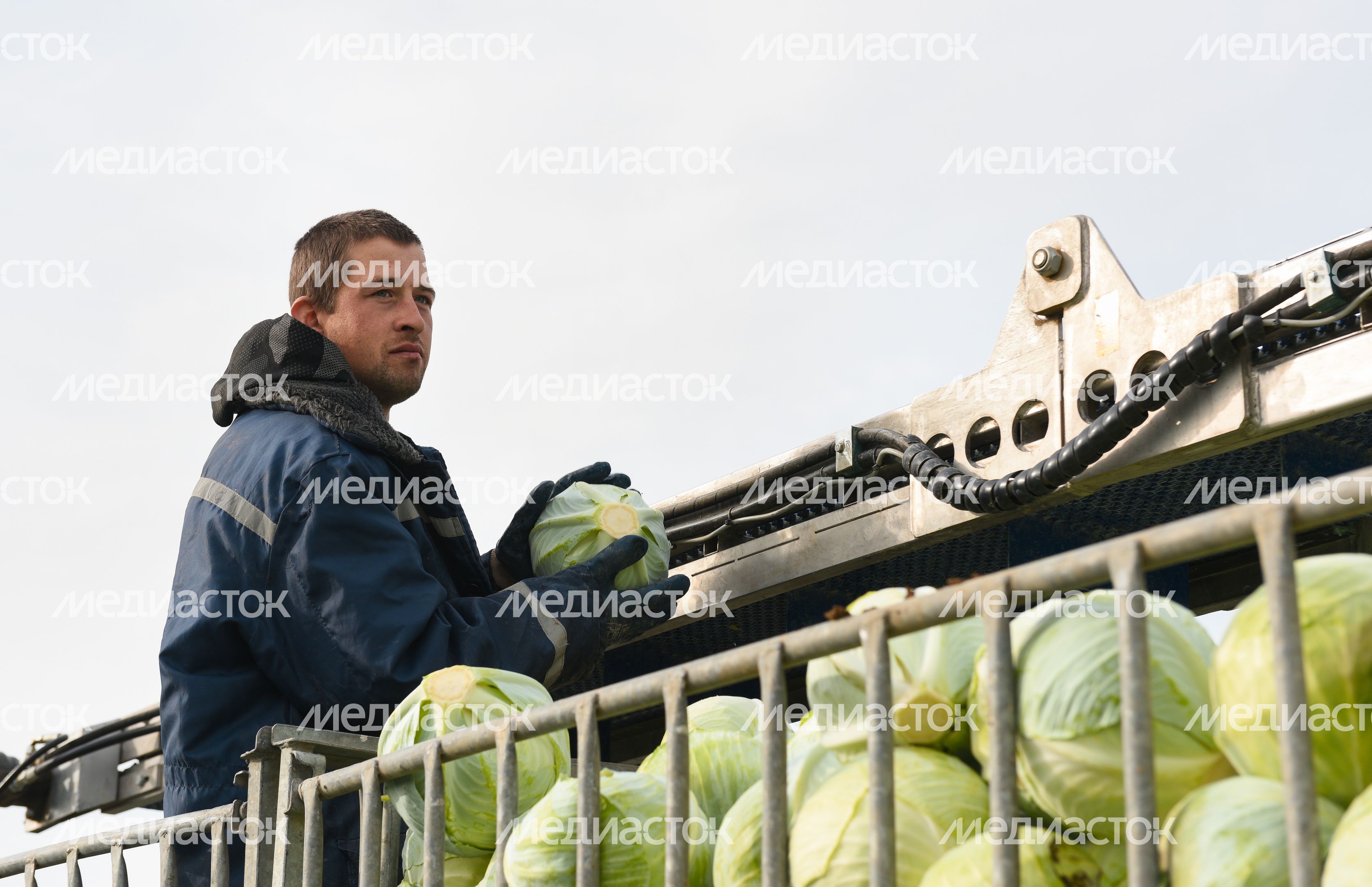 Сбор урожая капусты в Подмосковье