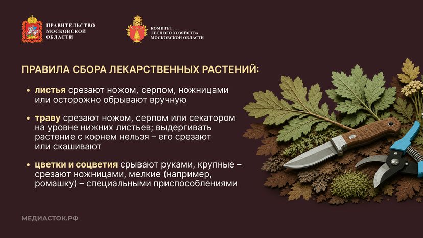 Ягоды, грибы, лекарственные растения горизонталь 07