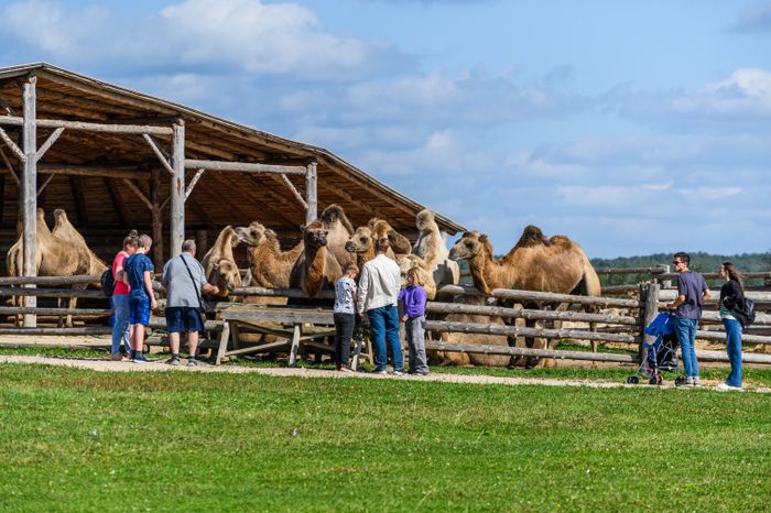 Зоодвор в этнопарке «Кочевник» в Сергиево-Посадском округе