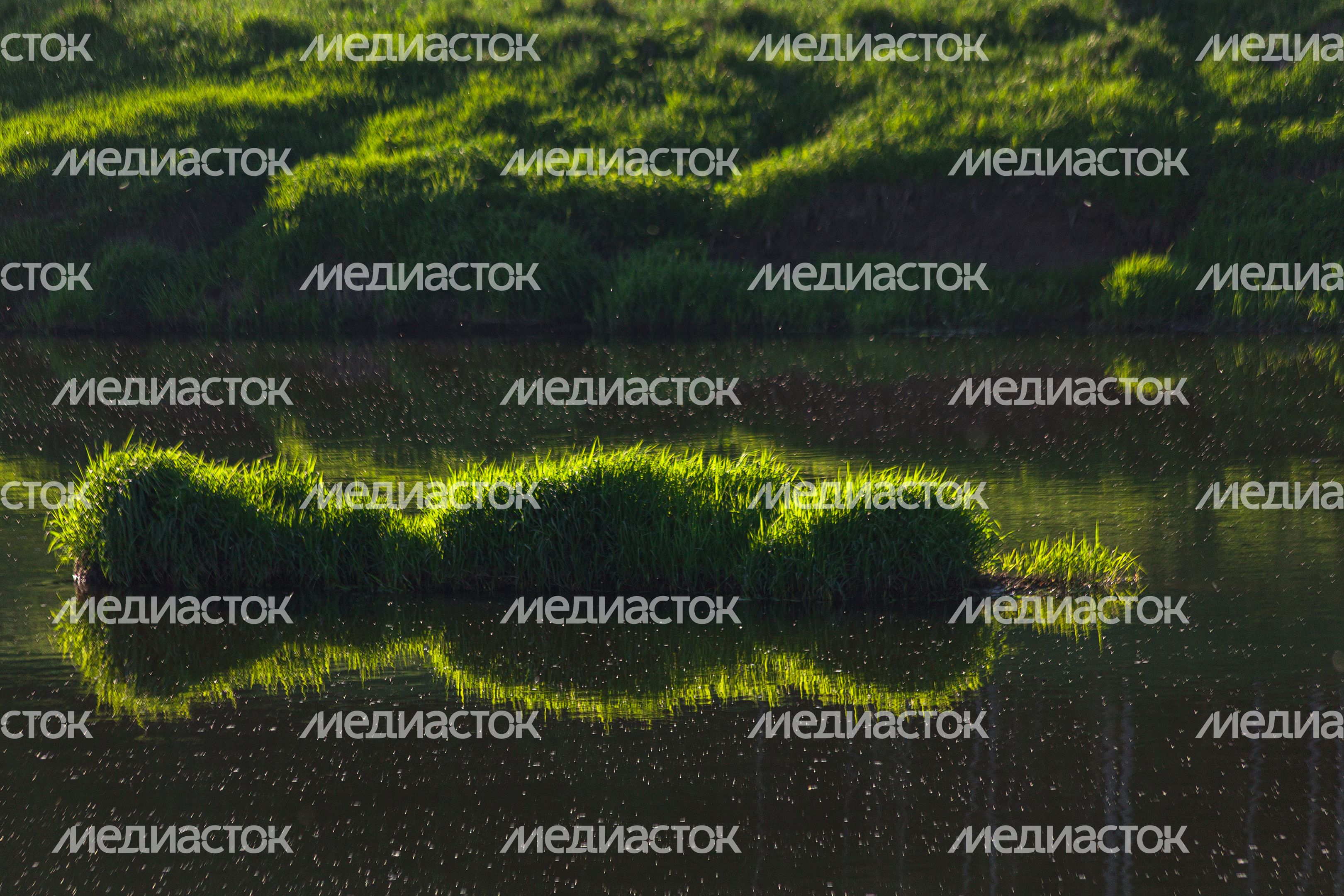Природа Подмосковья: берег Москвы-реки в Тучково Рузского округа Природа Подмосковья: берег Москвы-реки в Тучково Рузского округа