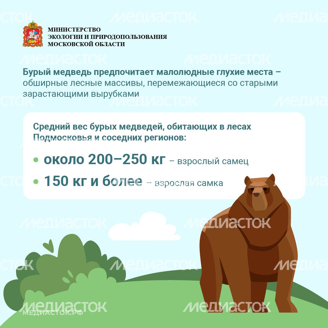 Медведь – сосед, которого нужно знать_квадрат 03