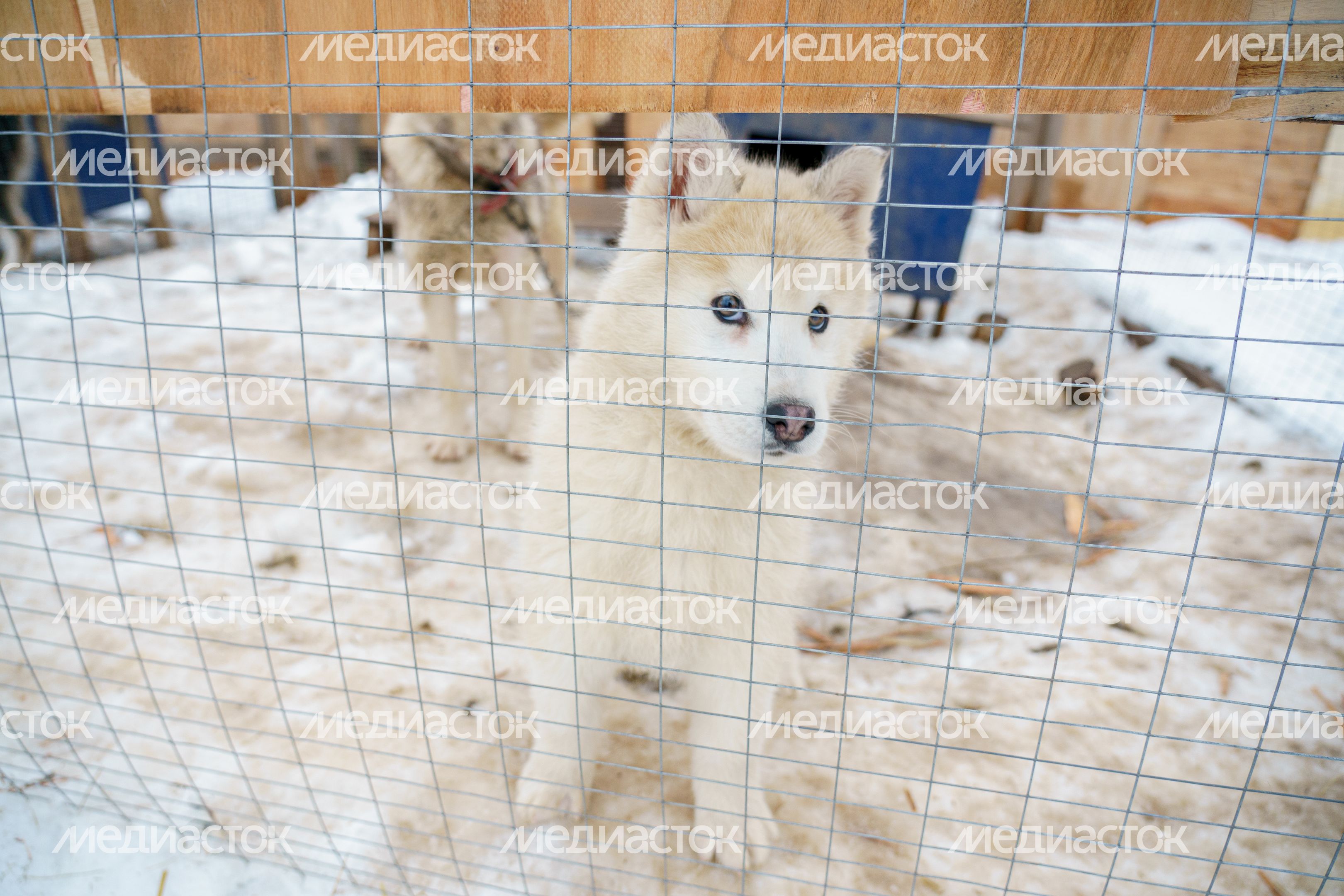 Чукотское стойбище "Хаски парк" в Раменском округе зимой Чукотское стойбище "Хаски парк" в Раменском округе зимой