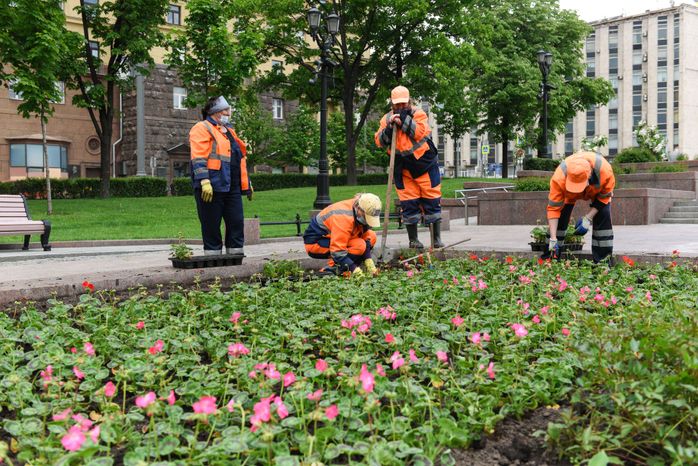 Высадка однолетних растений в Москве
