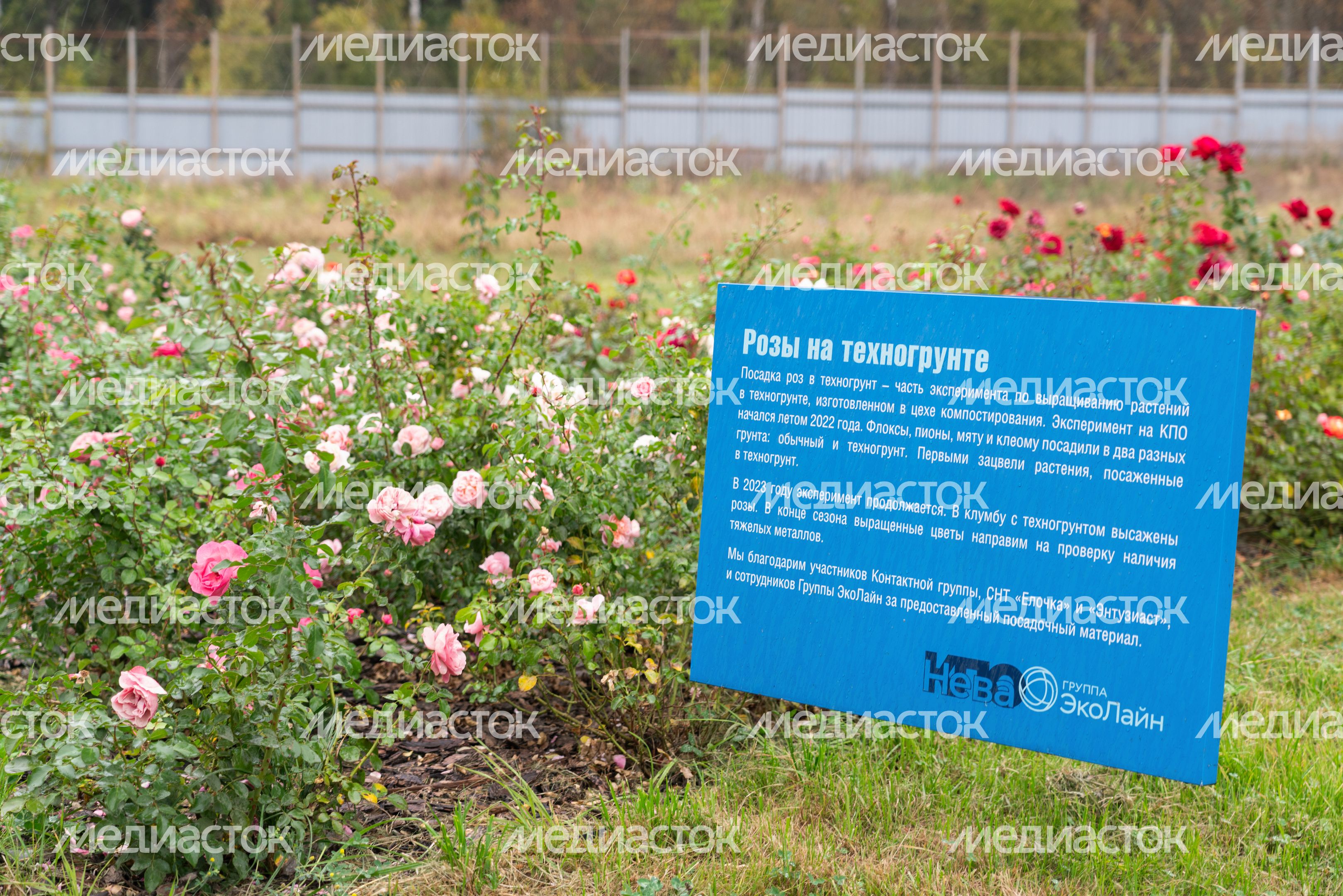 Экзотические растения высадили на комплексе по переработке отходов «Нева» в округе Солнечногорск Экзотические растения высадили на комплексе по переработке отходов «Нева» в округе Солнечногорск