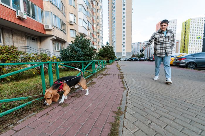 Хозяин гуляет с собакой во дворе