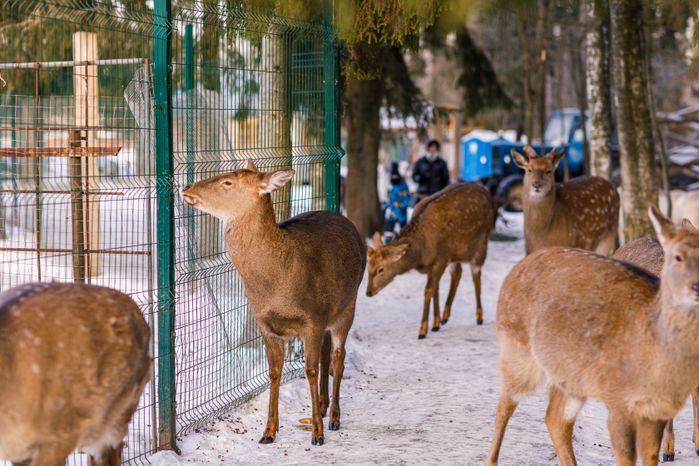 Оленья ферма ZooОleni в Рузском округе
