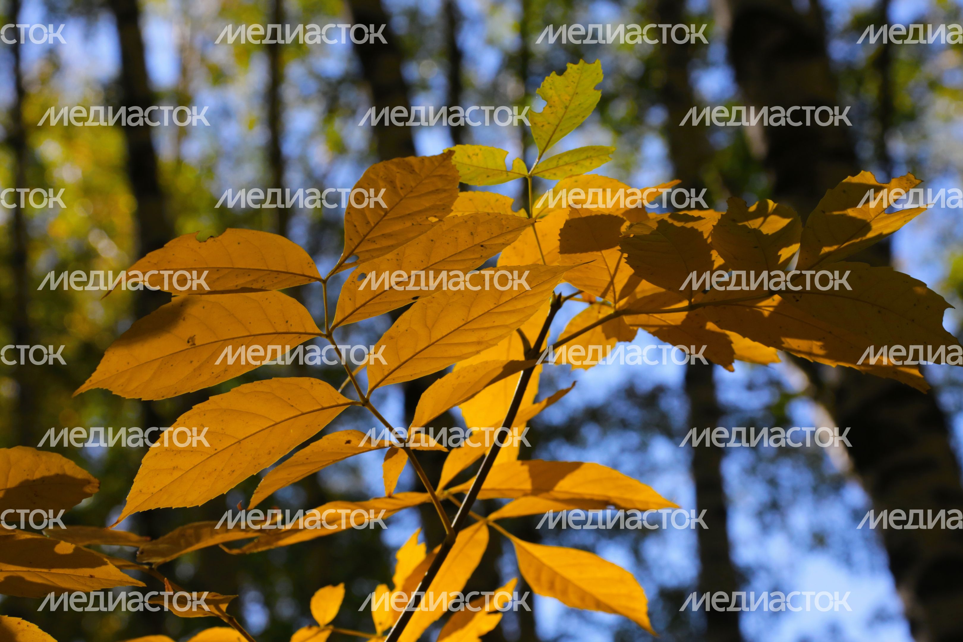 Осень в Кашире