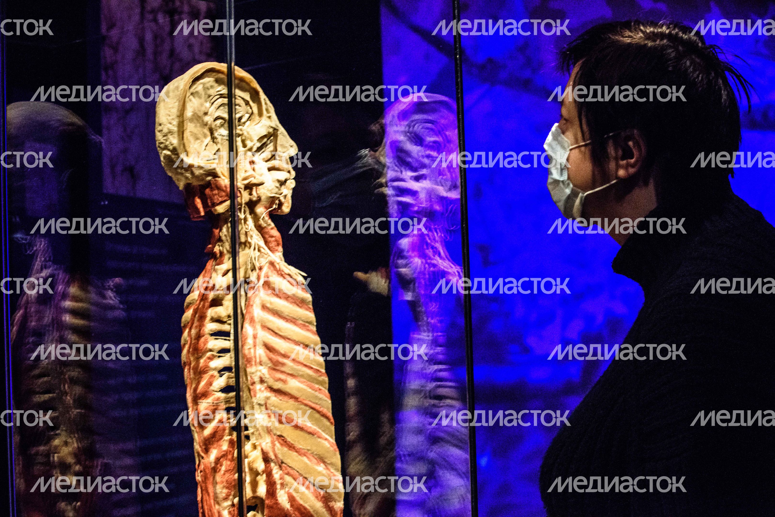 Выставка «Body Worlds» на ВДНХ