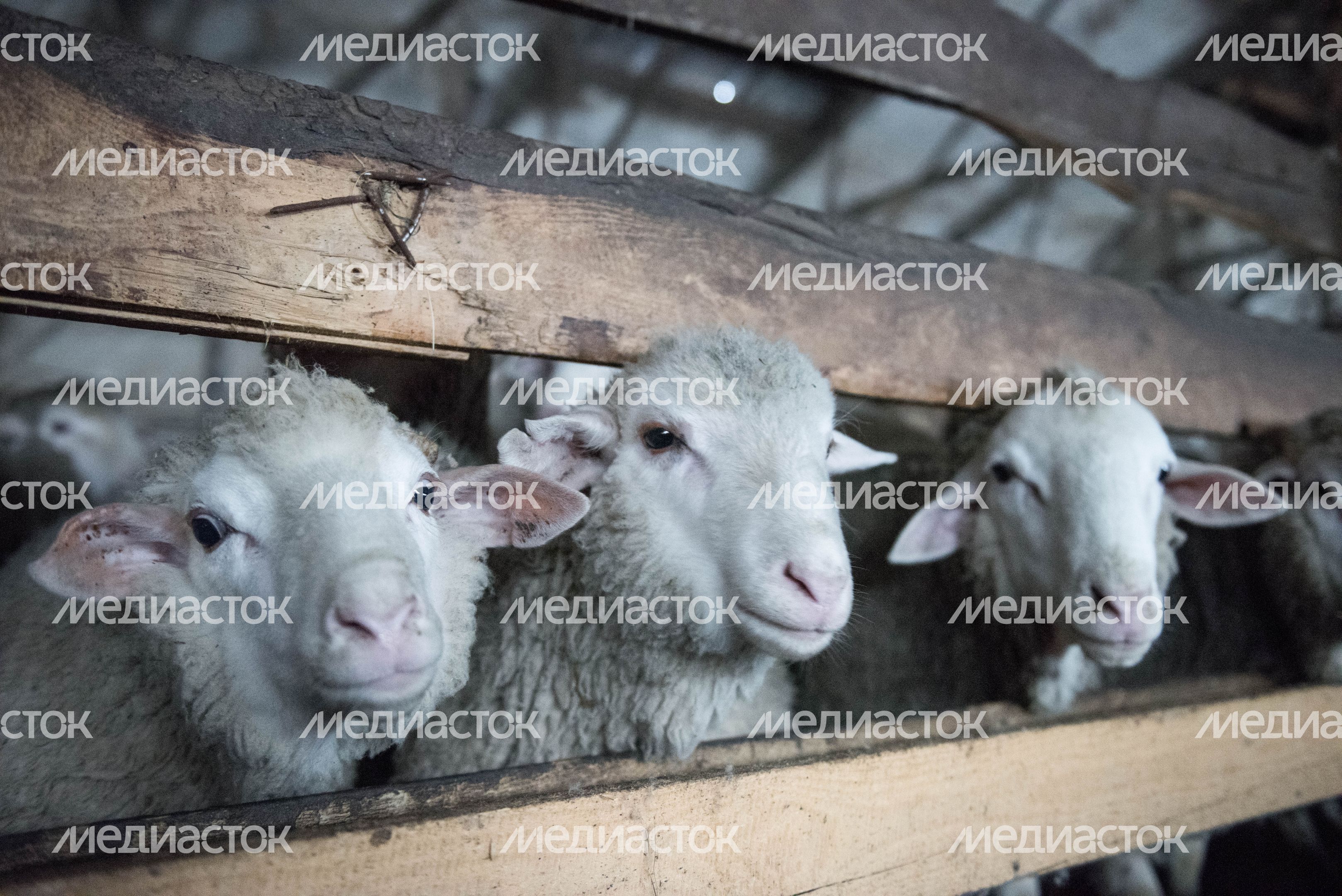 Деревня «Марс» в Московской области, 2 часть