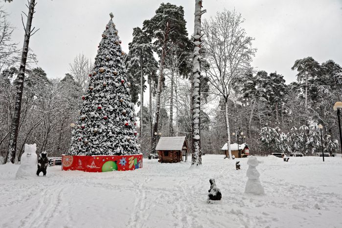 Новогодняя елка в снегу в экопарке «Губайловский» в Красногорске зимой