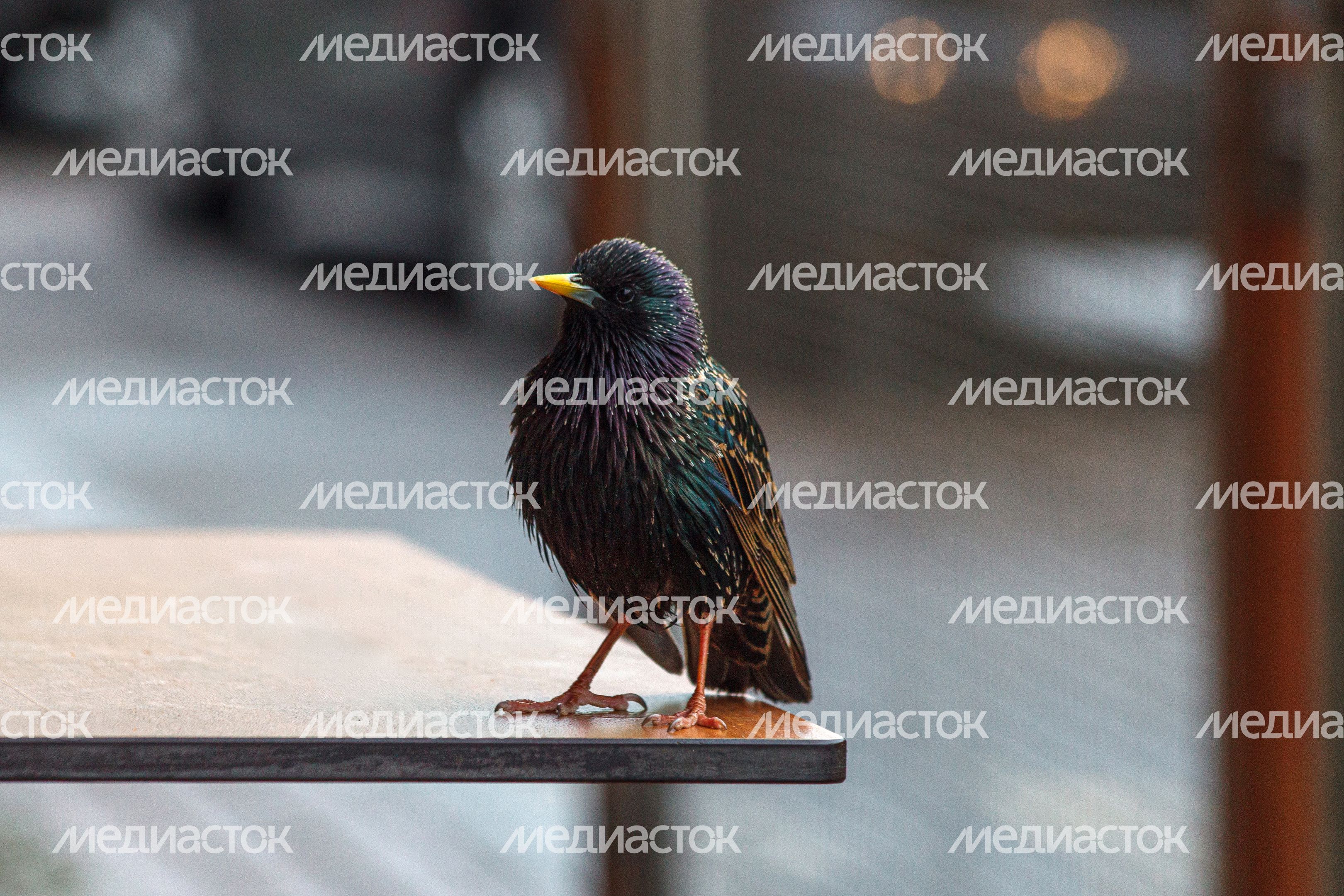 Скворец весной в Подмосковье