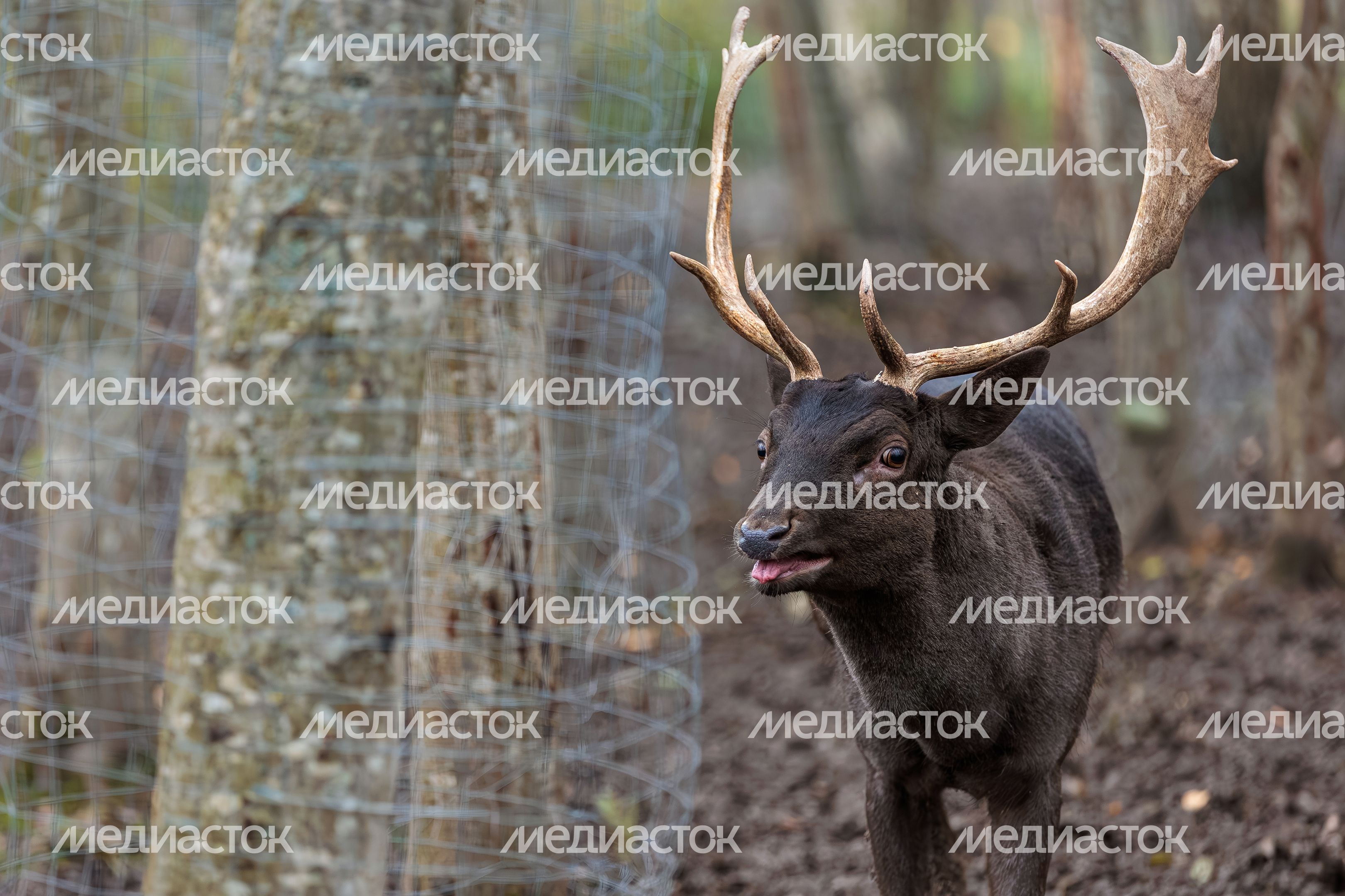 Пятнистый олень в парке животных и птиц «Тишь да крышь» в Лотошино Пятнистый олень в парке животных и птиц «Тишь да крышь» в Лотошино