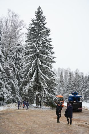 В Можайском городском округе спилили главную новогоднюю ель страны