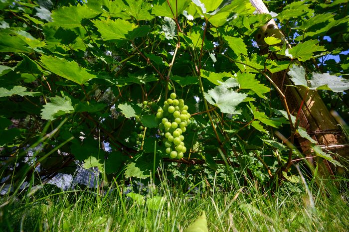 Из подмосковного винограда производят опытные образцы вина на винодельне Nordwine в Раменском круге