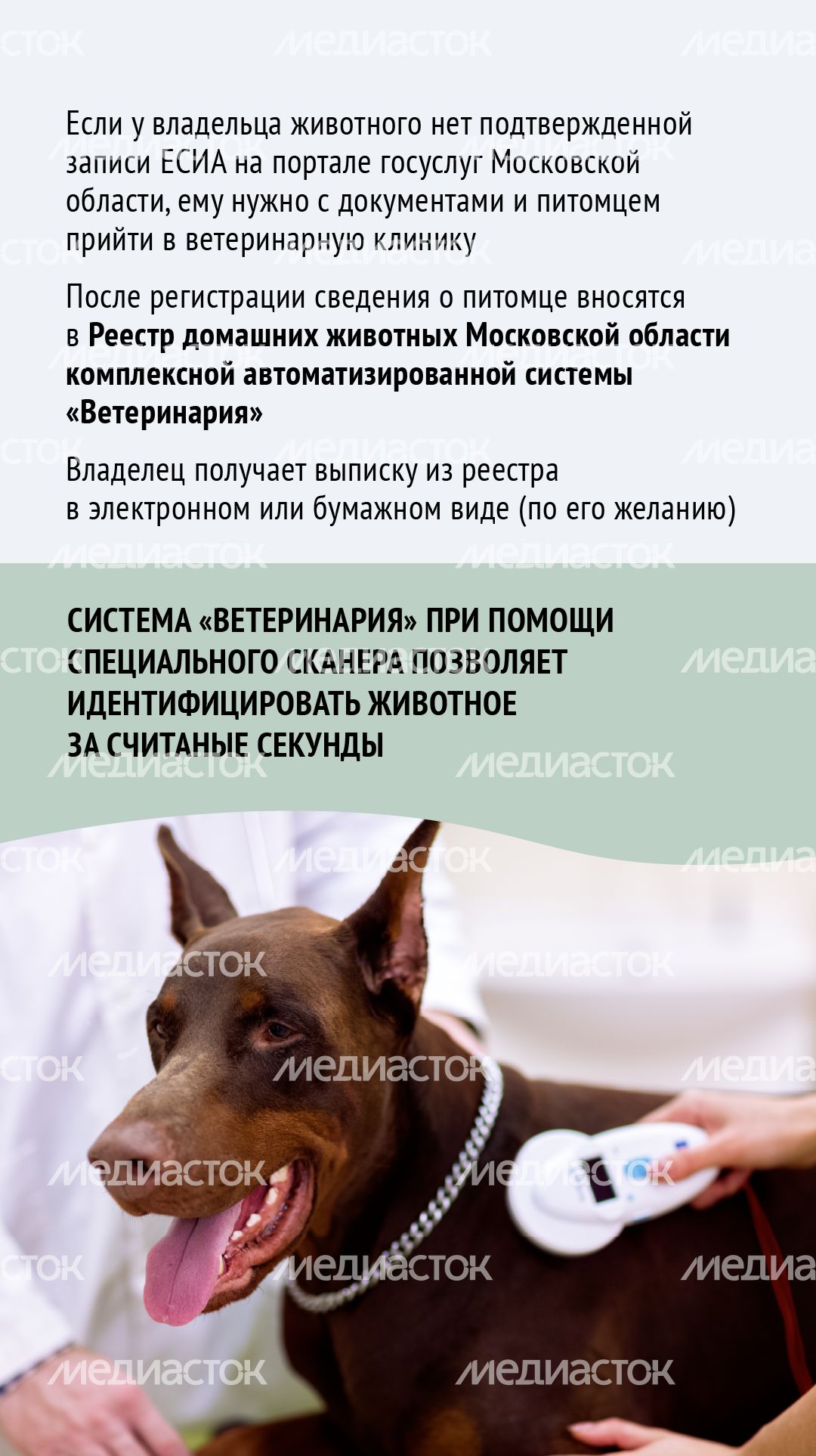 Зарегистрировать домашнее животное ред 2-вертикаль-08.png