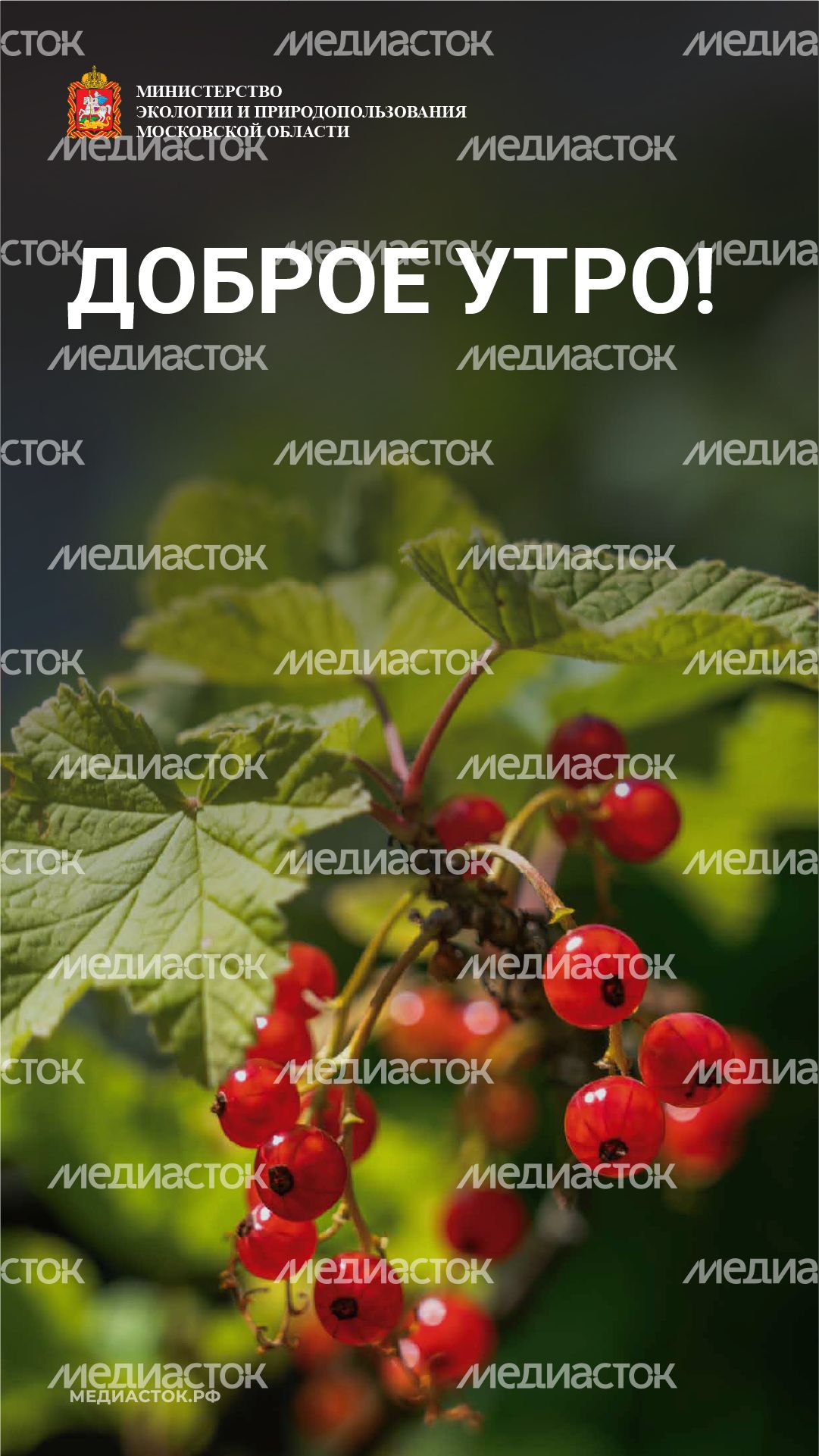 Доброе утро вертикаль 04