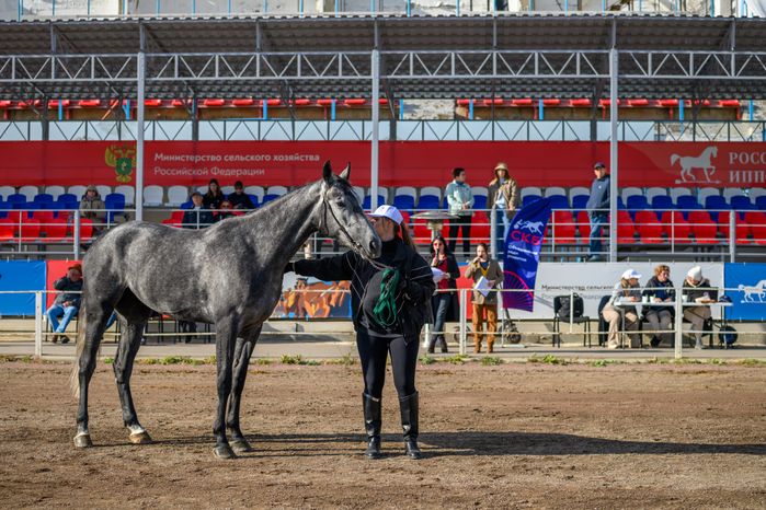 Чемпионат России для лошадей орловской рысистой породы на Раменском ипподроме