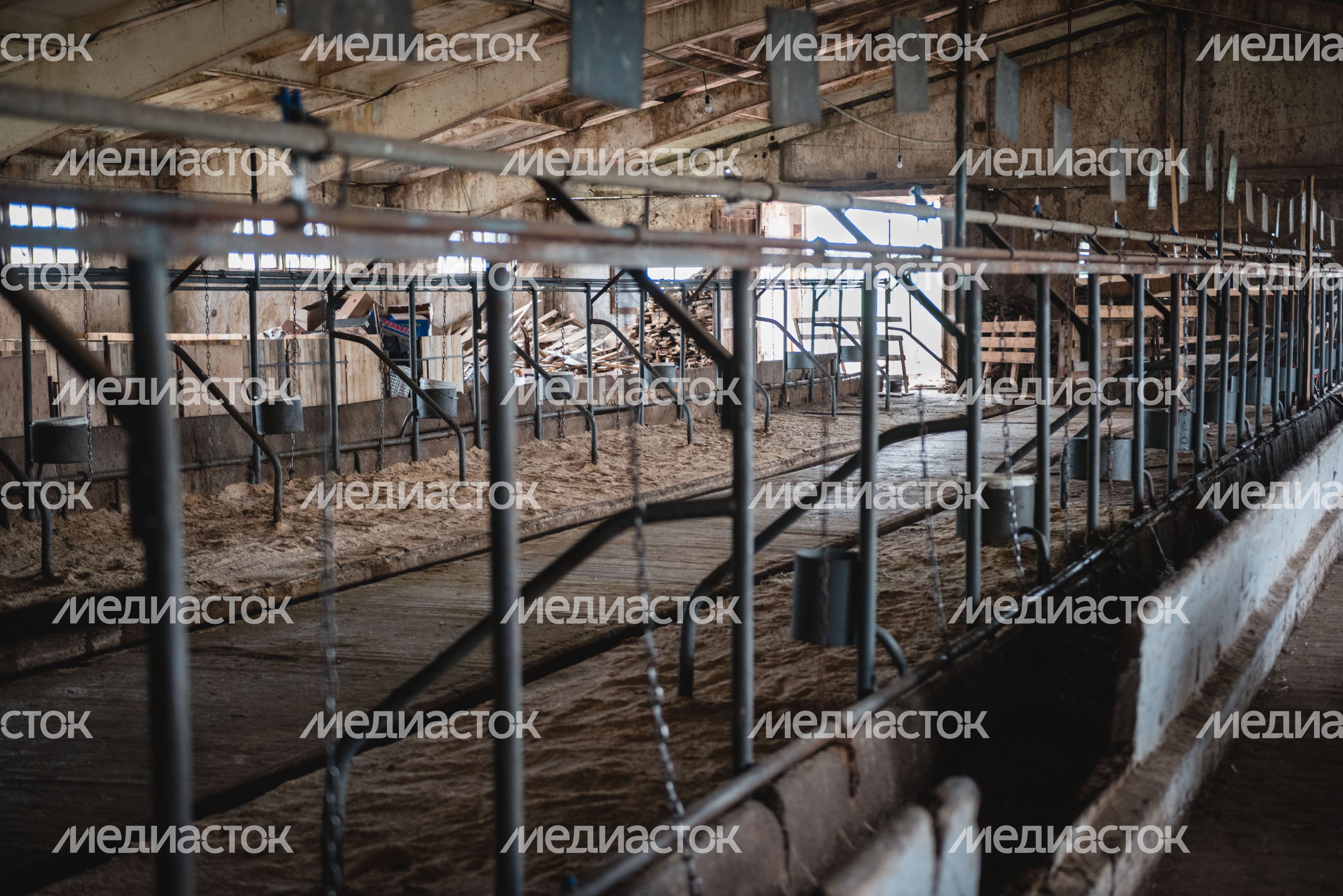 Конюшня-приют «Шанс на жизнь» в Клинском районе Подмосковья
