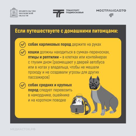 Путешествуем с Мострансавто: скорость, комфорт, безопасность