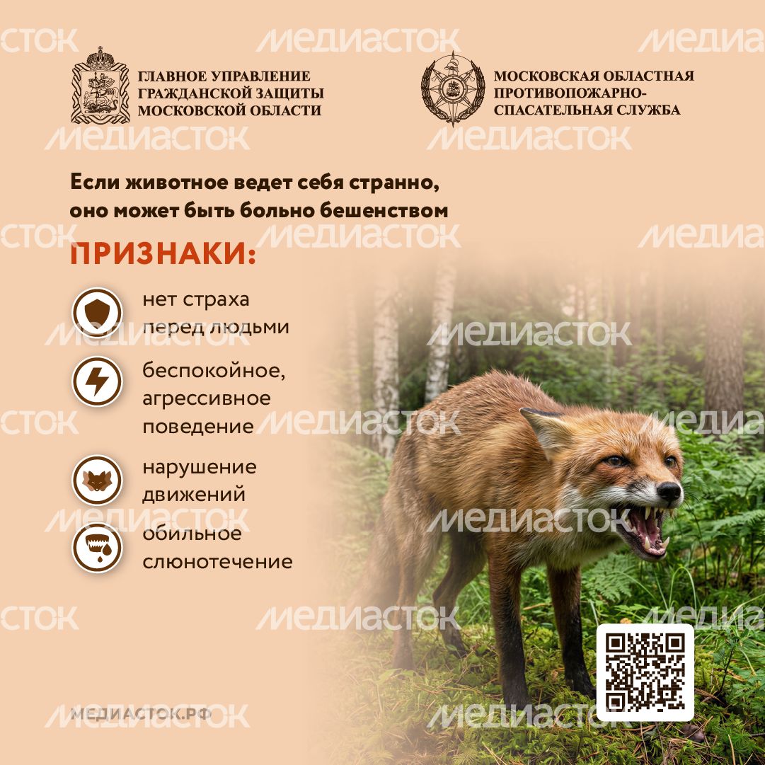 Что делать при встрече с диким животным квадрат 05 Что делать при встрече с диким животным квадрат 05