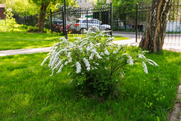 Парк усадьбы Лыткарино (усадьбы Зотовых-Чернышевых)