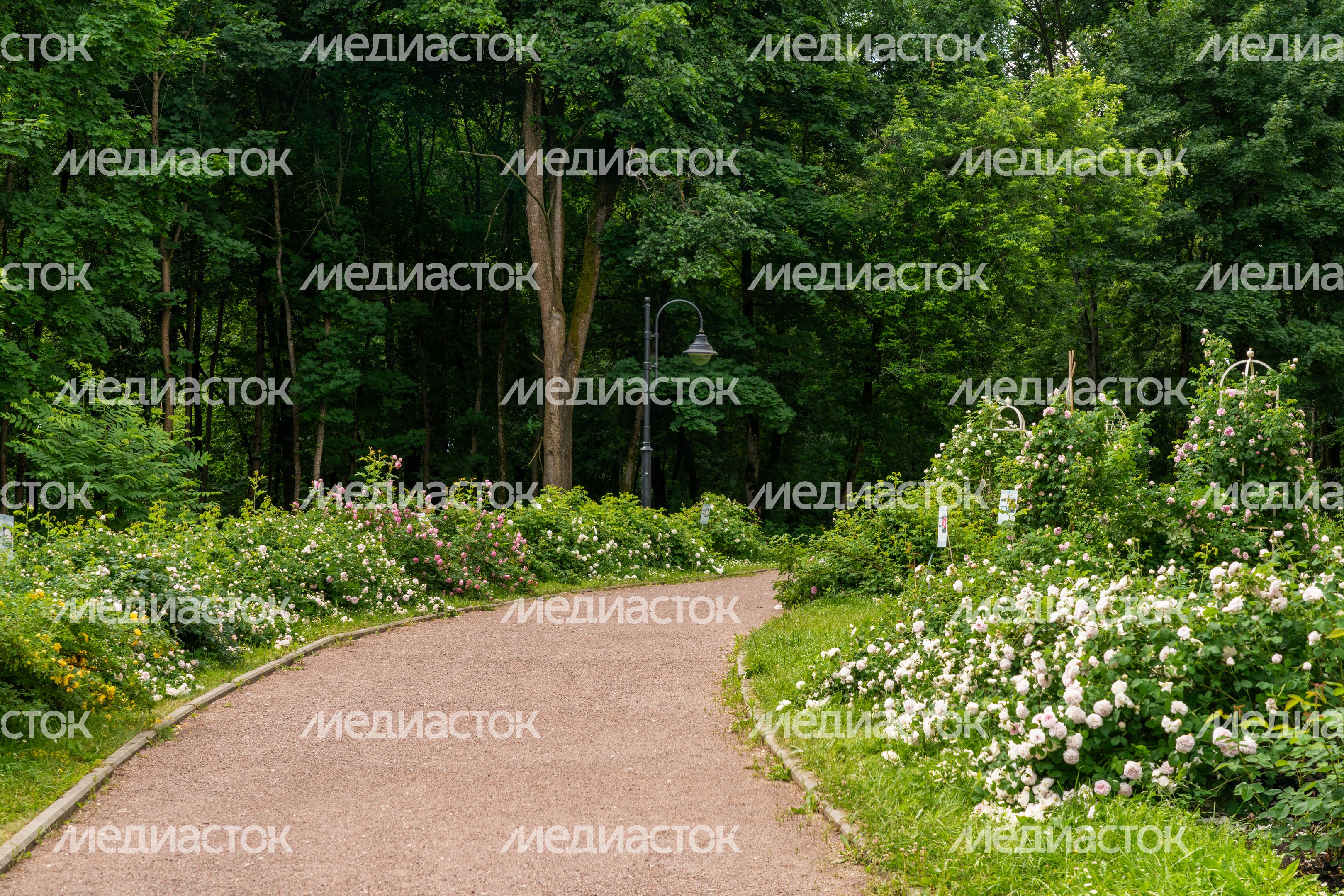 Цветущие розы летом в музее-заповеднике «Архангельское» округа Красногорск Цветущие розы летом в музее-заповеднике «Архангельское» округа Красногорск