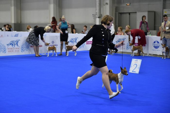 Всемирная выставка собак World Dog Show 2016 в МВЦ «Крокус Экспо»
