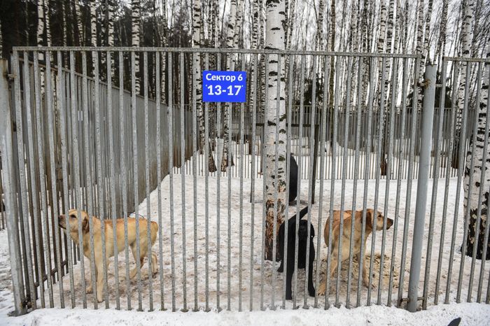Школа собак‑проводников в Подмосковье