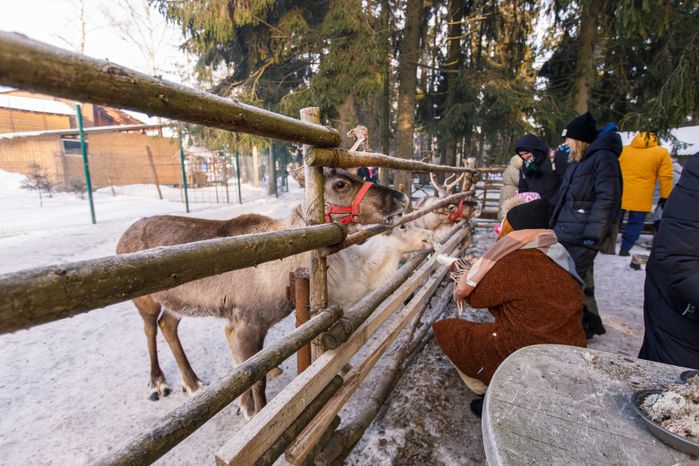 Оленья ферма ZooОleni в Рузском округе