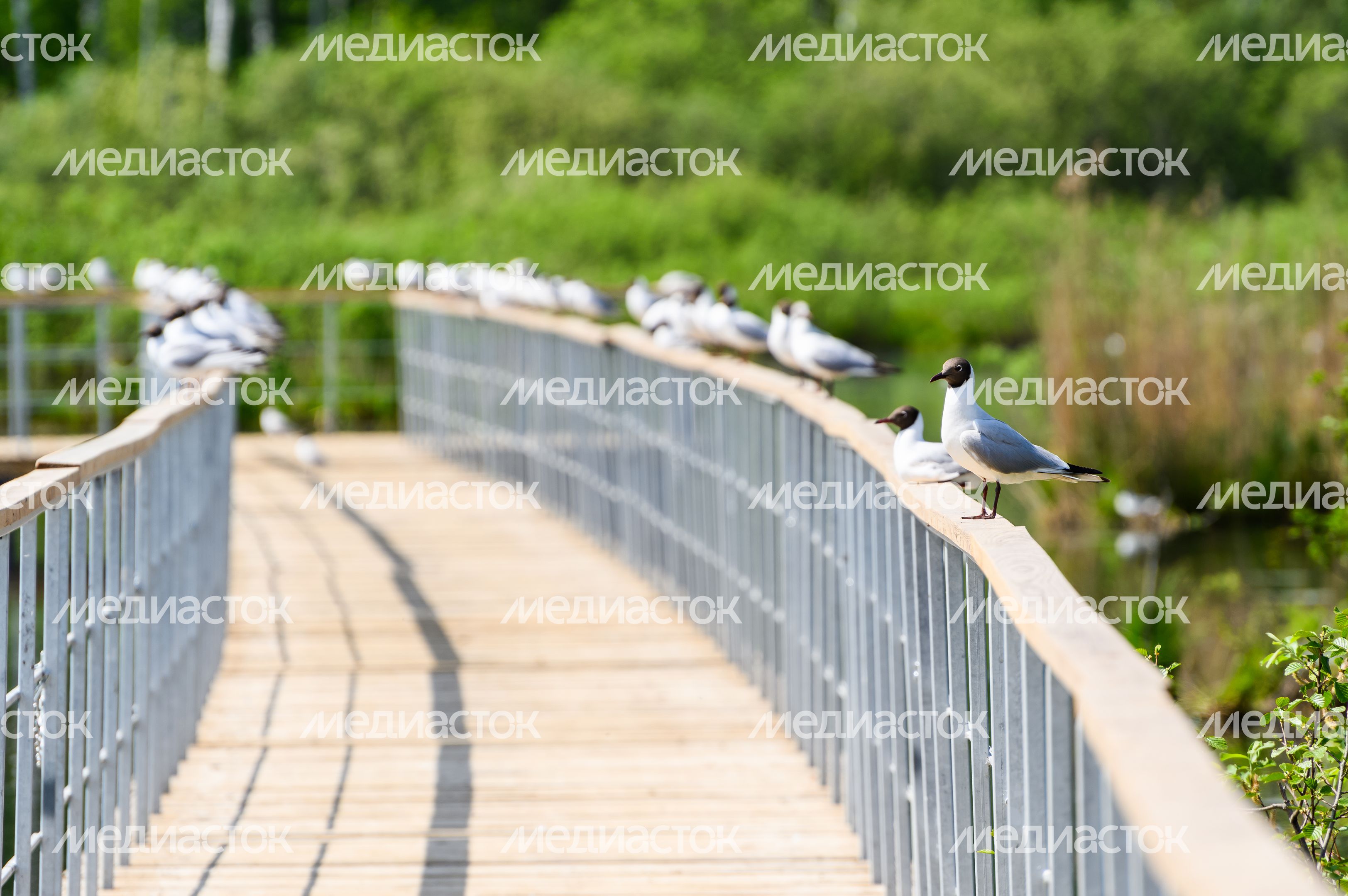 Орнитологическая тропа появилась в нацпарке «Лосиный остров» Орнитологическая тропа появилась в нацпарке «Лосиный остров»