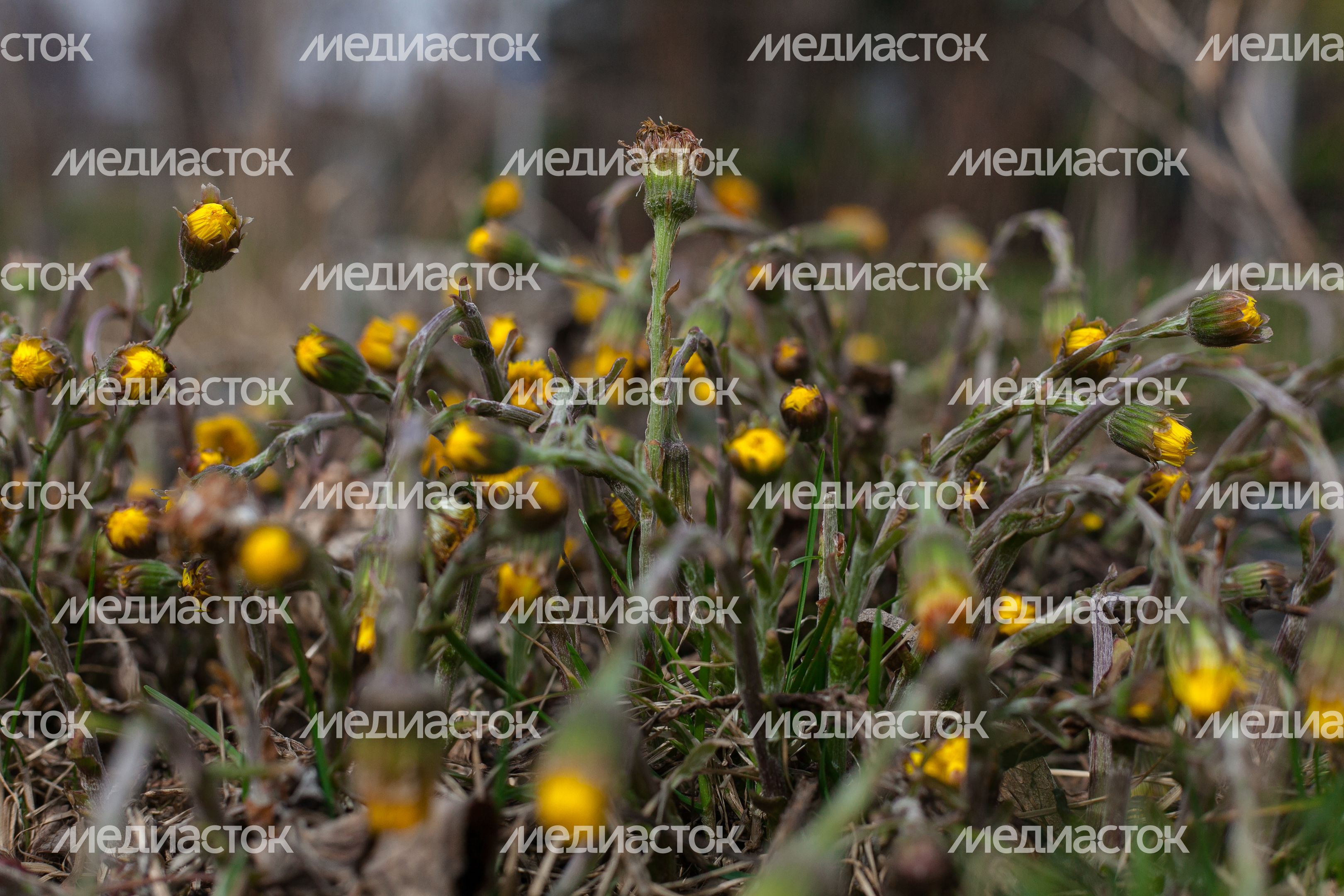 Первоцветы в лесу Первоцветы в лесу