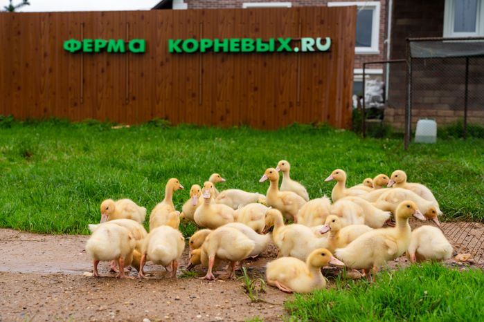Утки на экоферме Корневых в Истре