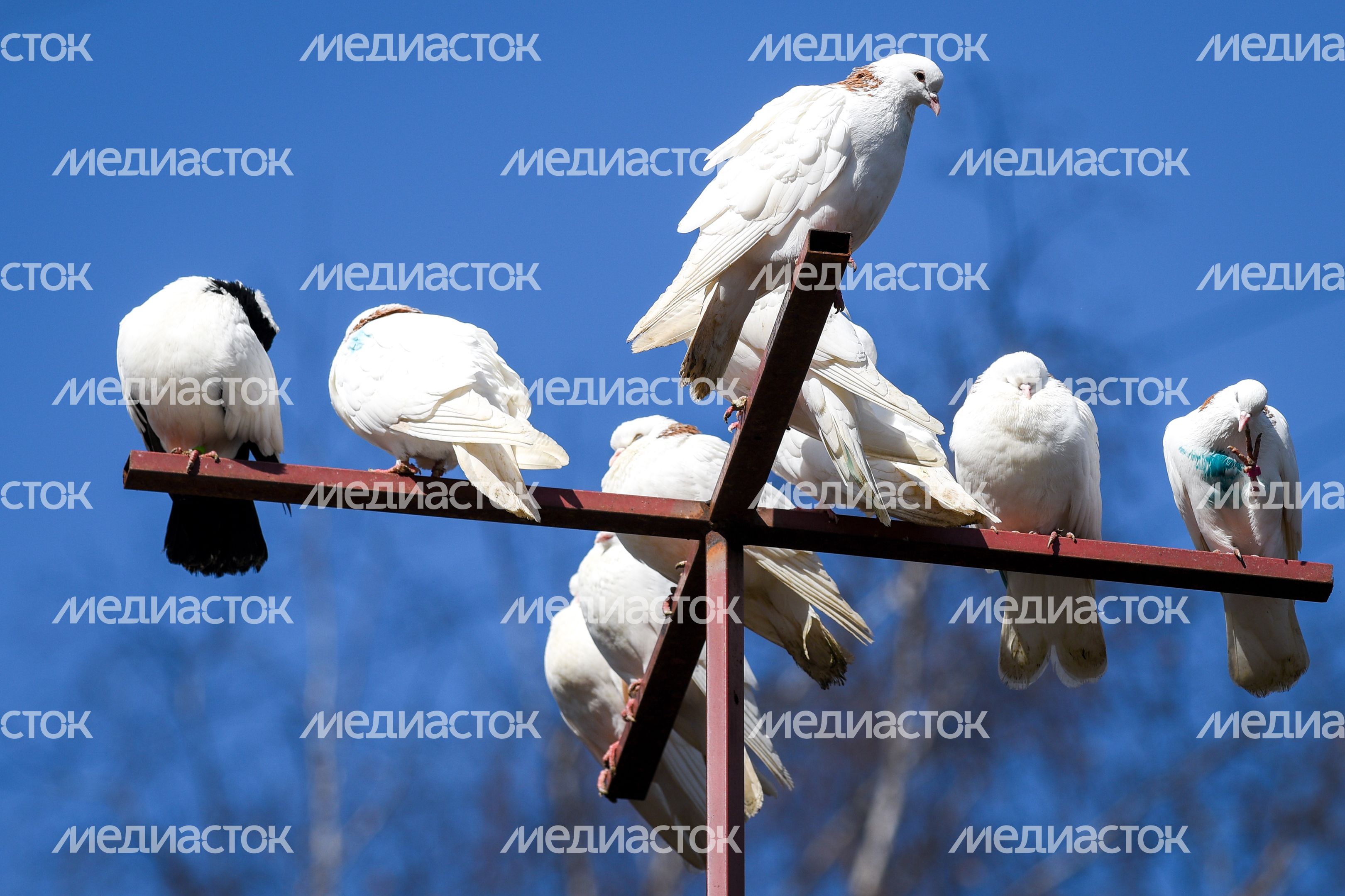 Голубятня в Москве