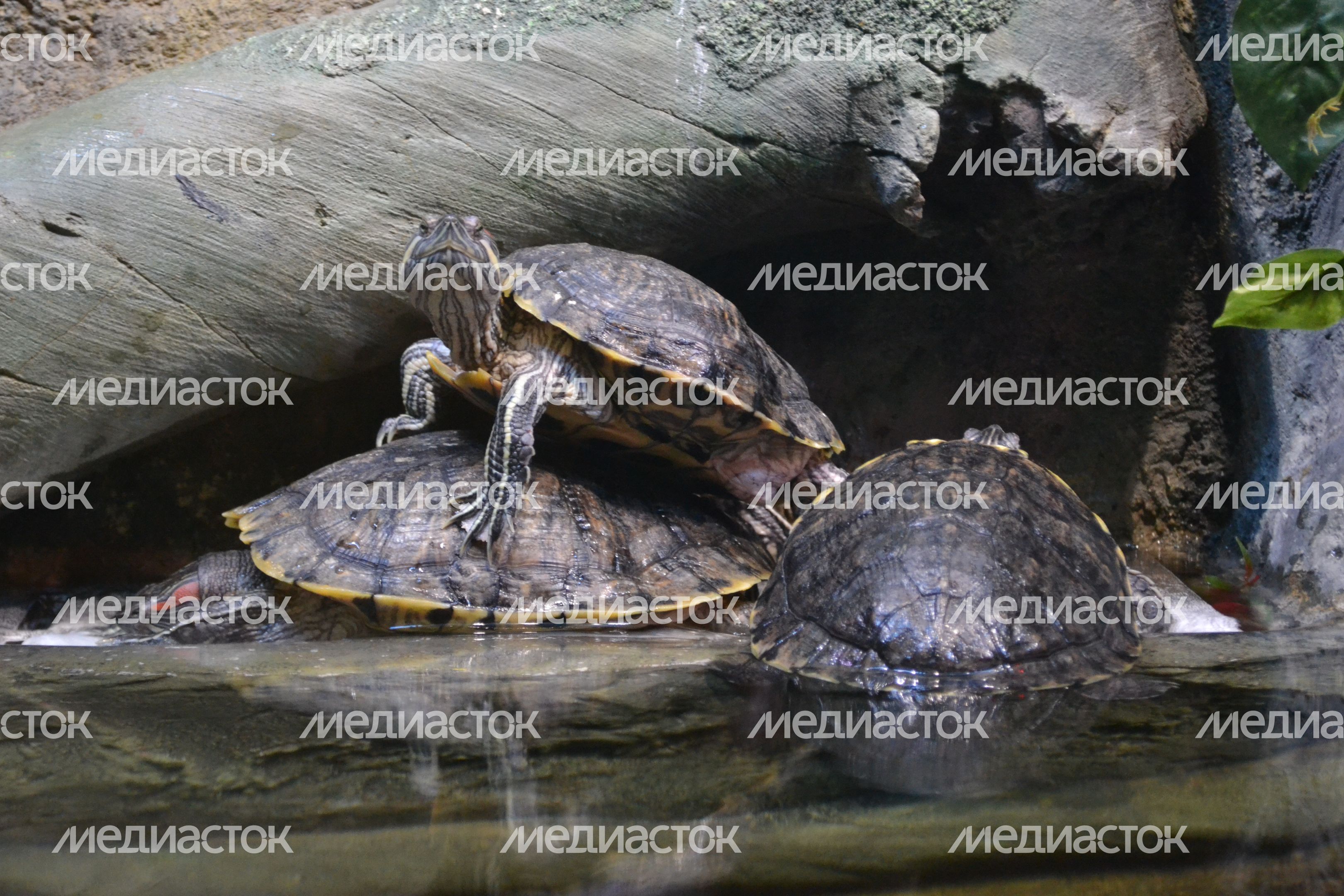 Воронежский океанариум Воронежский океанариум
