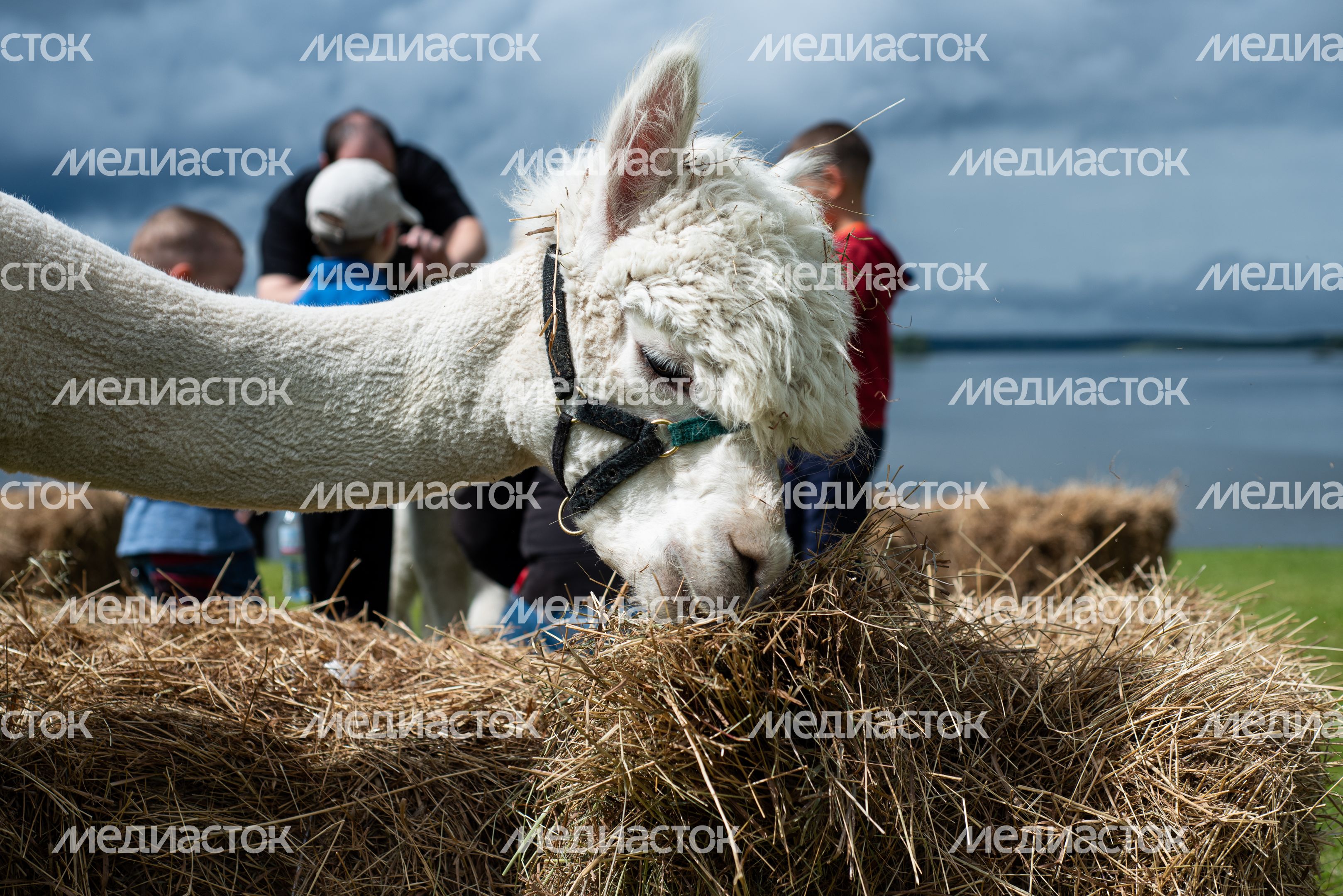 Гастрономический фестиваль Alpaca Wellbeing Fest