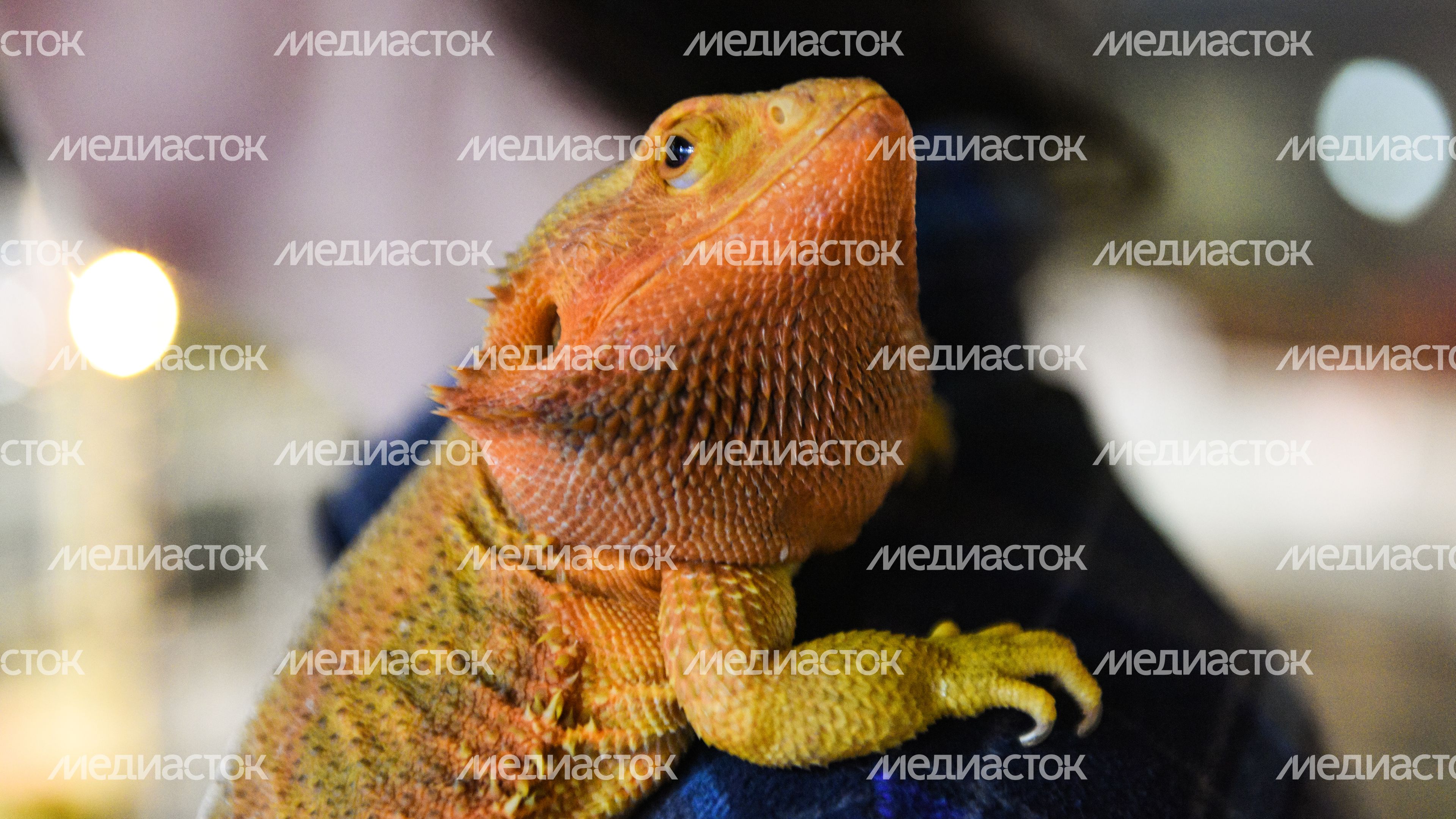 Антикафе «Жучки-паучки» в Москве