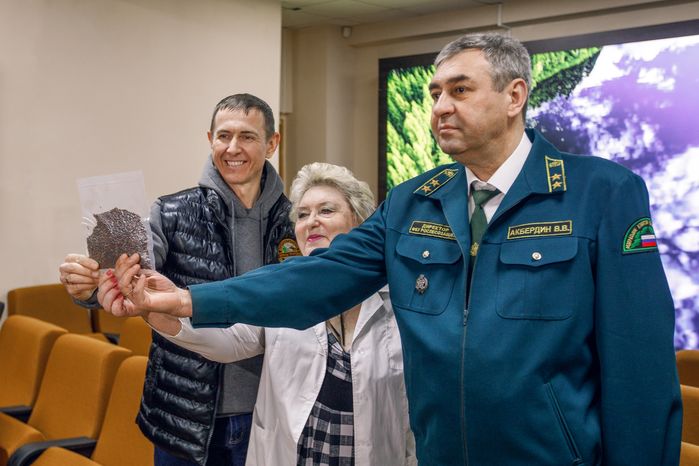 В лаборатории Рослесзащиты в Пушкино из шишек извлекают семена