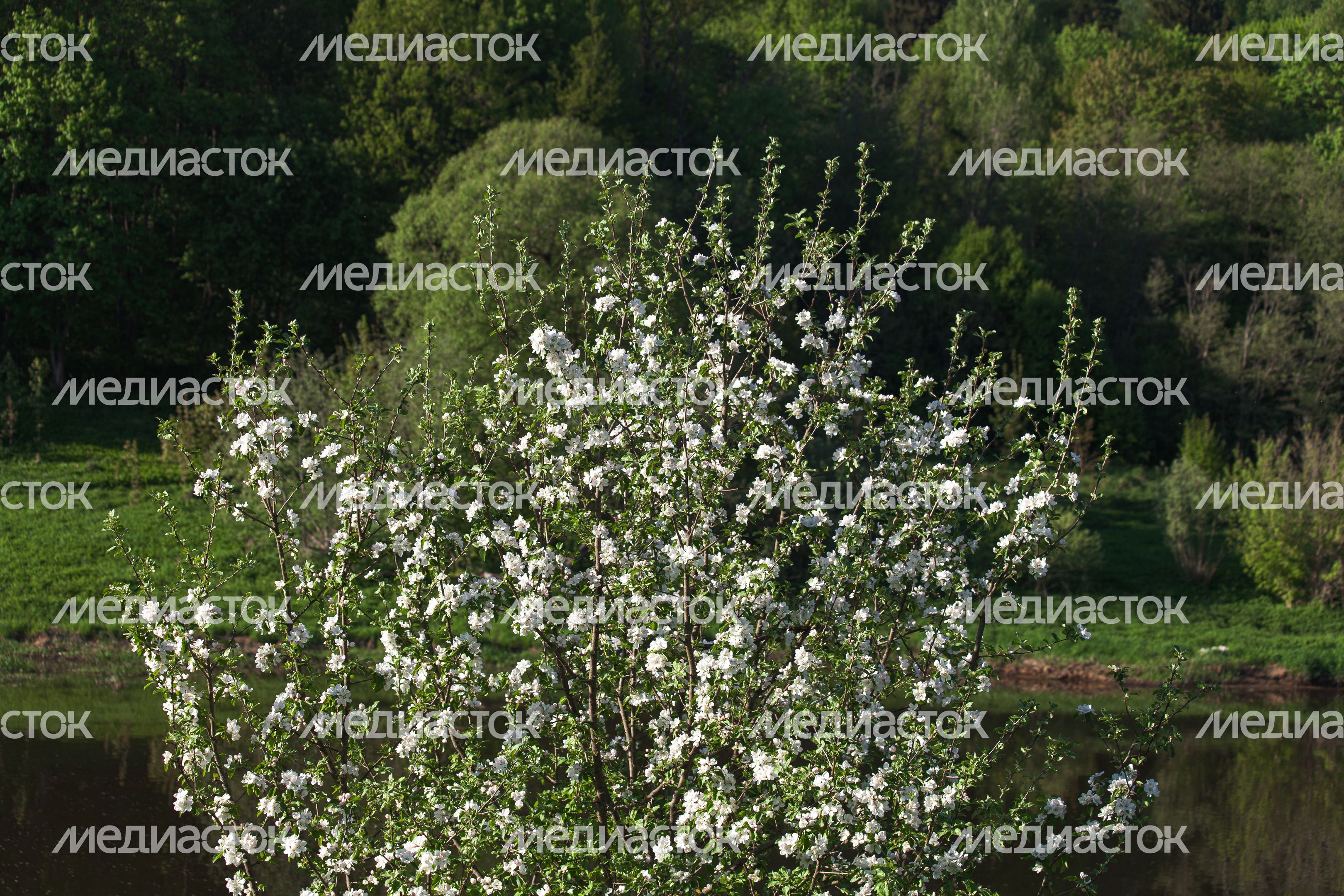 Природа Подмосковья: берег Москвы-реки в Тучково Рузского округа Природа Подмосковья: берег Москвы-реки в Тучково Рузского округа