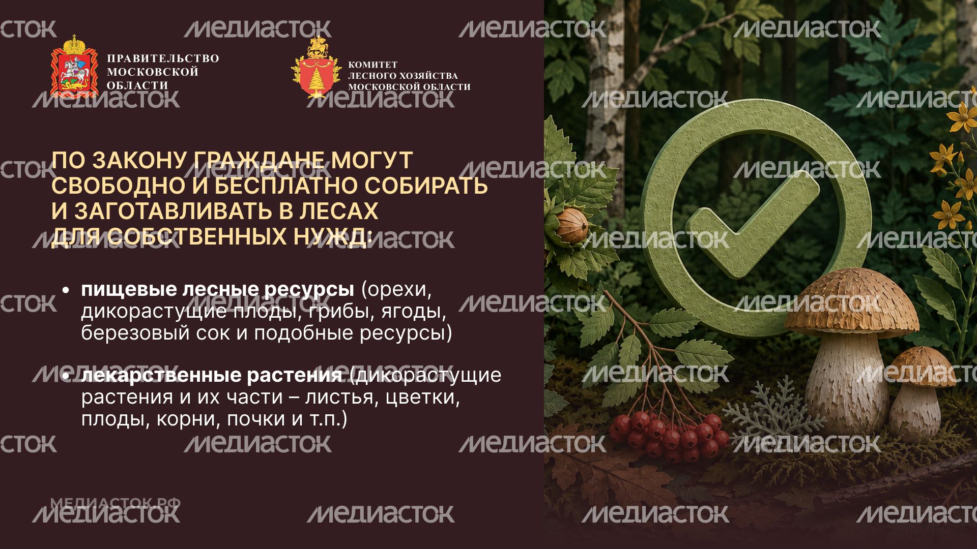 Ягоды, грибы, лекарственные растения горизонталь 03