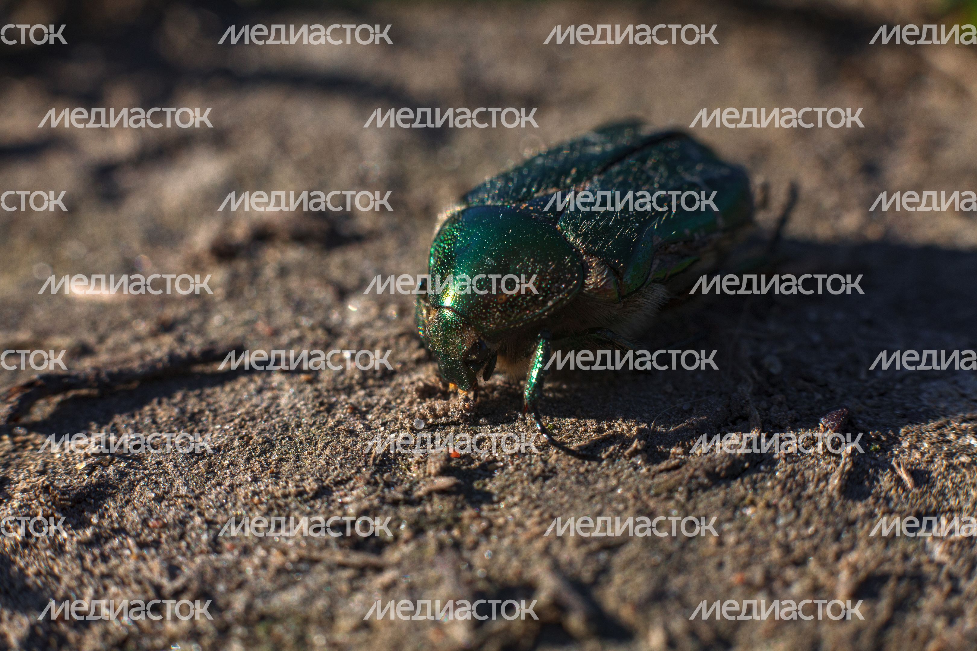 Природа Подмосковья: жук ползет по земле Природа Подмосковья: жук ползет по земле