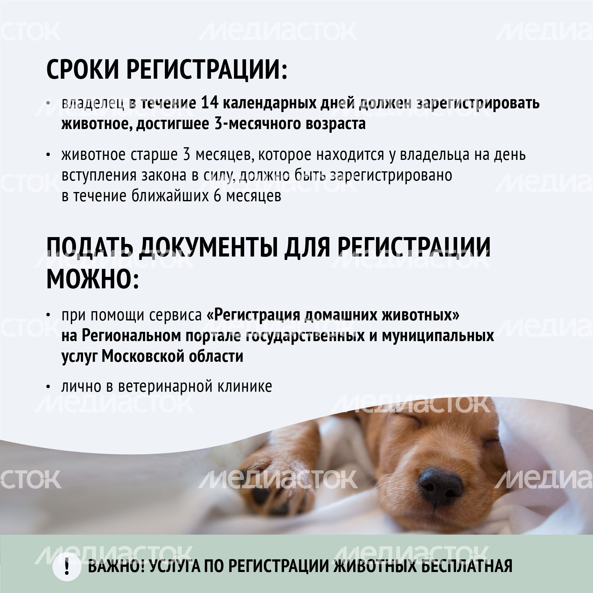 Зарегистрировать домашнее животное ред 2-квадрат-05.png