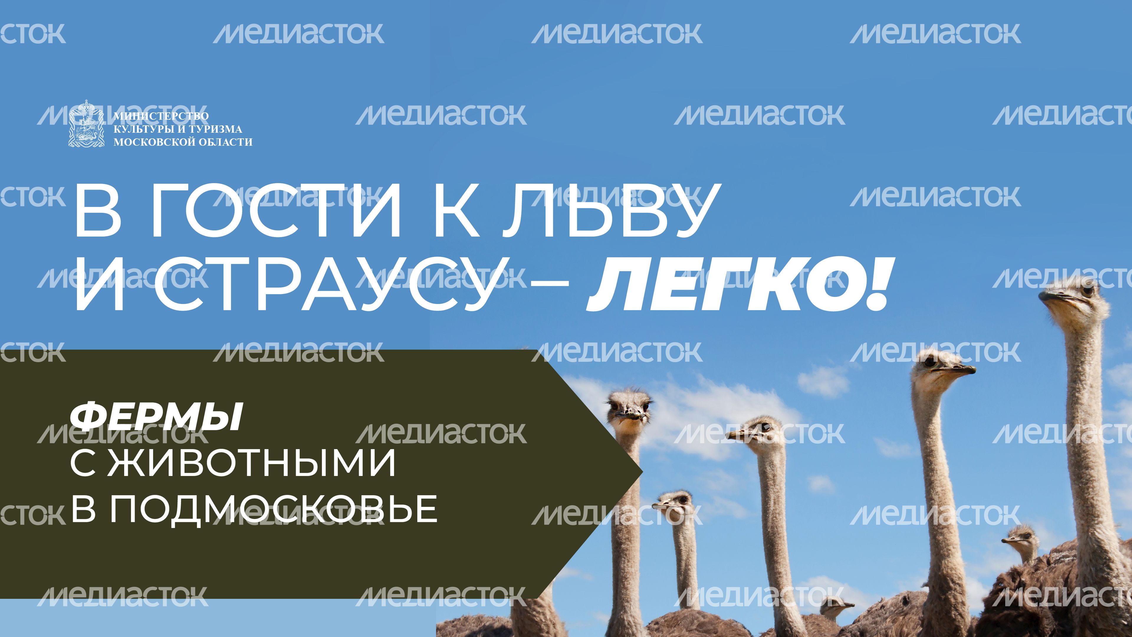 Фермы с животными-10.jpg